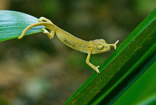 yellow cameleon