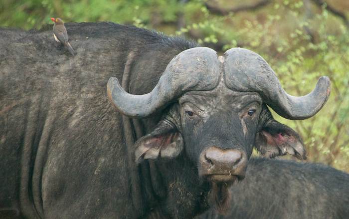 water buffalo south africa