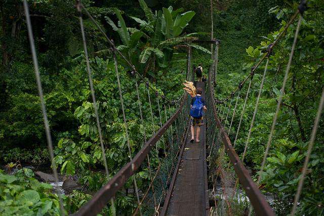 jungle-bridge